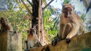 Koh Tao, Tonsai, Koh Lanta